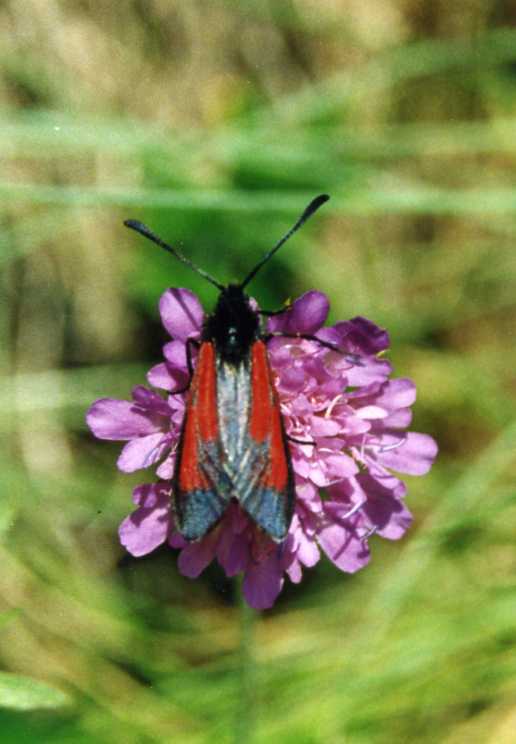 Zygaena purpuralis (Lepidoptera, Zygaenidae)